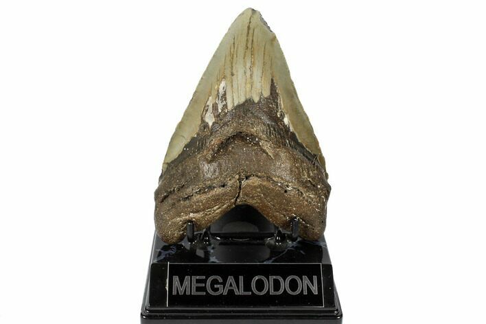 Fossil Megalodon Tooth - North Carolina #188230